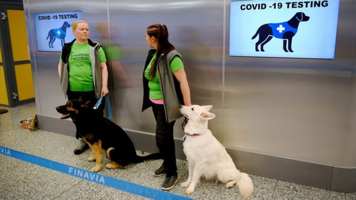 Việc dùng chó đánh hơi đã được áp dụng khá phổ biến ở sân bay Phần Lan.